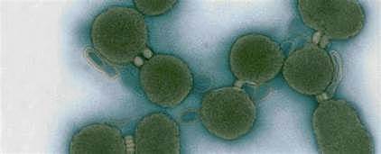 Primer Célula Sintetíca