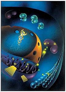 El envejecimiento celular puede ralentizarse con oxidantes