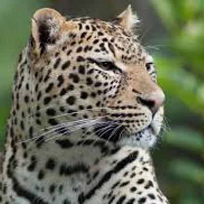 Timeline: elna castellanos