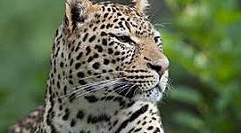 Timeline: elna castellanos