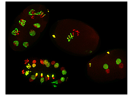 Un nuevo estudio muestra efectos sobre la descendencia de la herencia epigenética a través de los espermatozoides