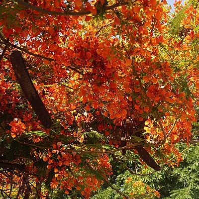 Timeline: 2.1 Uso de los buscadores de internet