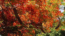 Timeline: 2.1 Uso de los buscadores de internet