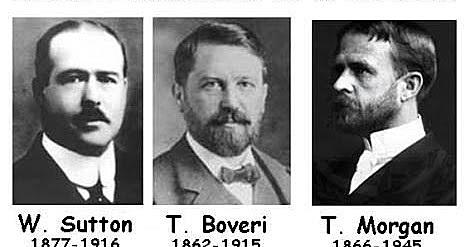 Teoría Cromosómica