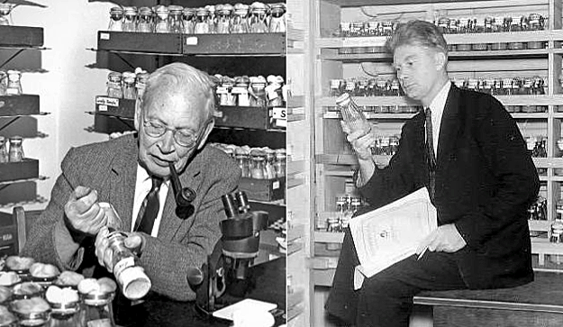 Alfred Sturtevant 1891-1970 Calvin bridges 1889- 1838