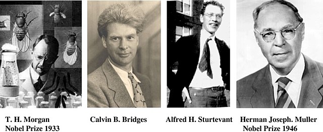 Thomas H. Morgan, Alfred Sturtevant, Hermann Muller y Calvin Bridges.