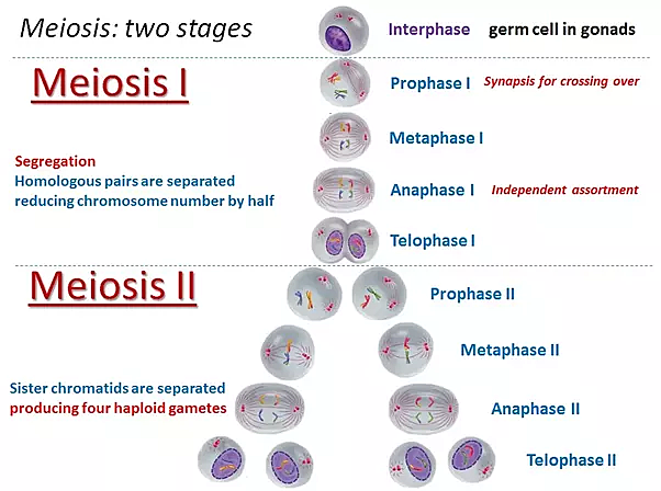 What is meiosis?
