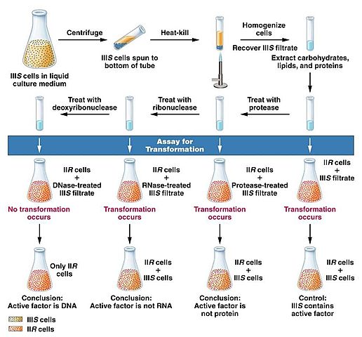 Avery,Mcleod,Mccarty