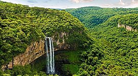 Timeline: Selva amazónica