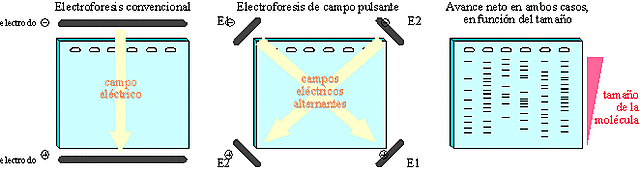 Charles Cantor y David Schwartz