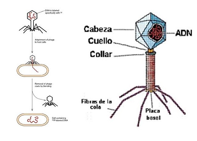 Genética de los virus