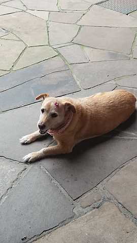 When I got my first pet