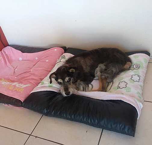 When my dog was born