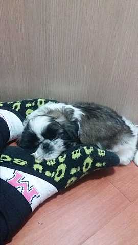 When my first puppy was born