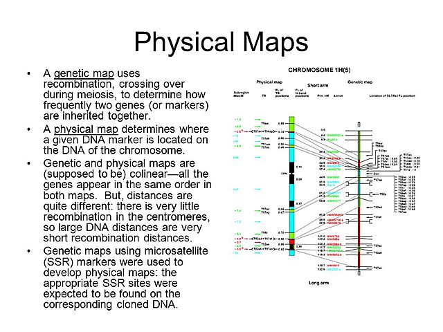 Physical Map of Human Genome Completed