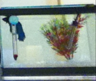 When I got my first fish (Blue Bubble)