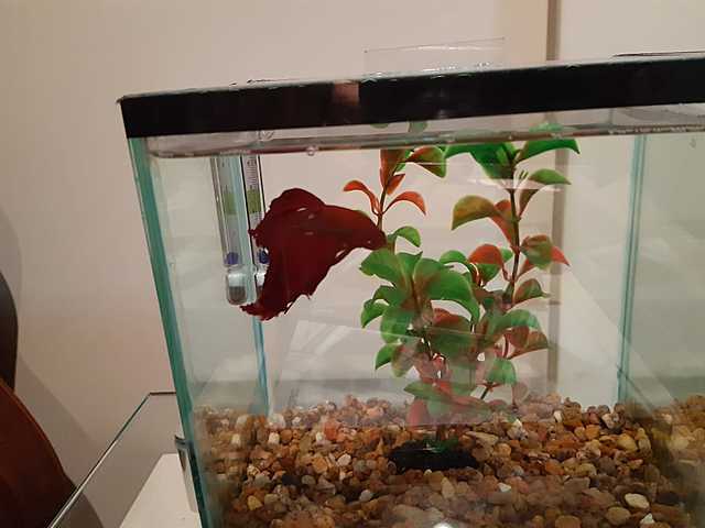 When I got my second fish (Fred)