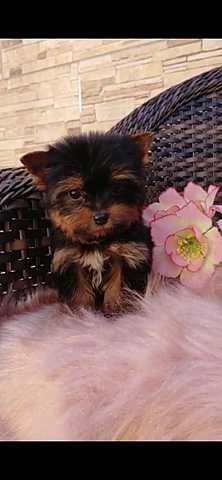 When I got my first dog (Lola)