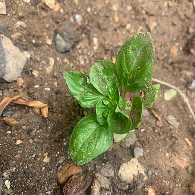 Timeline: Ecologia BITÁCORA  PLANTA