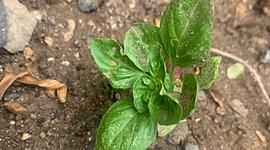 Timeline: Ecologia BITÁCORA  PLANTA