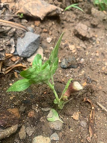 Ecologia BITÁCORA  PLANTA  SEMANA 1