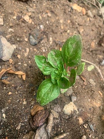 Ecologia BITÁCORA  PLANTA  SEMANA 2