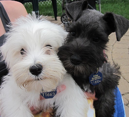 De fidèle compagnon