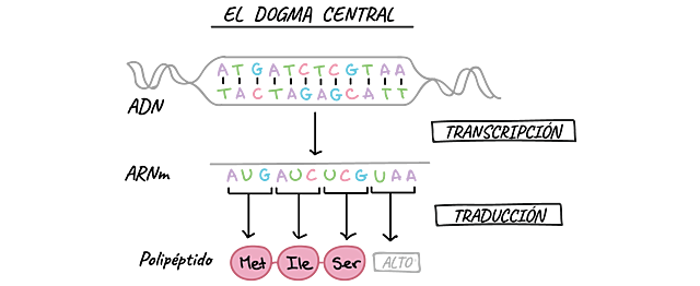 Dogma de la Biología Molecular