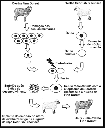 Clonagem da primeira ovelha