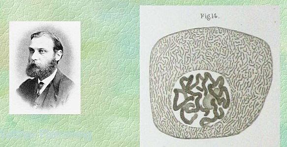 Descubrimiento de cromosomas