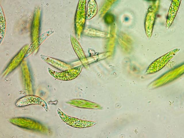 ORIGEN ORGANISMOS PLURICELULARES