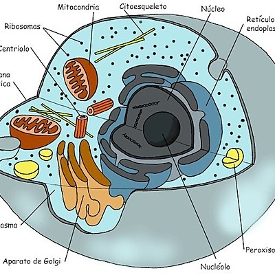 Timeline: Teoría Celular