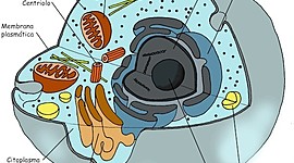 Timeline: Teoría Celular