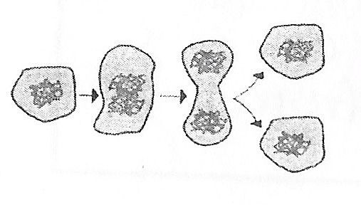 Rudolf Virchow's cell theory