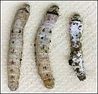 Germ Theory of Disease