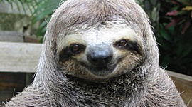 Timeline: Evolución protección animal