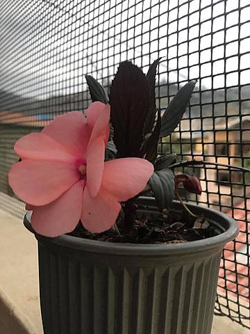 Cronología de la planta  - semana 2