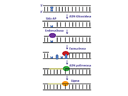 Estudio de mecanismos de reparación del ADN.