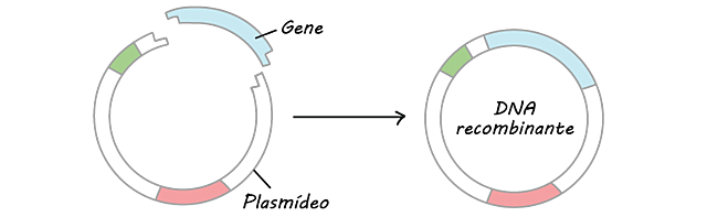 Método de clonagem genética