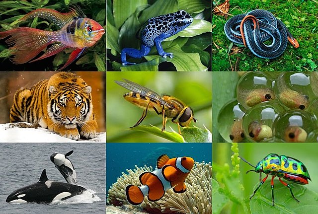 Planificación de CN (adaptaciones)