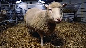 Dolly the sheep was born, the first cloned animal, I hadn’t born