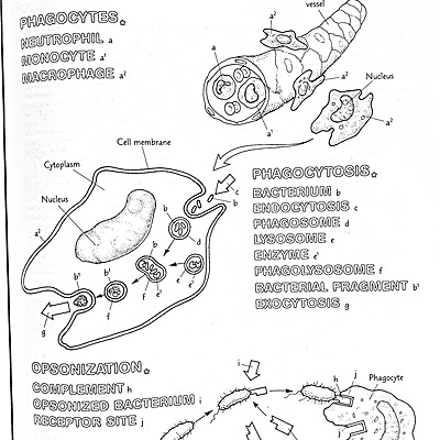 Timeline: A brief history of Microbiology
