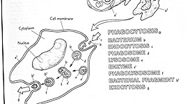 Timeline: A brief history of Microbiology