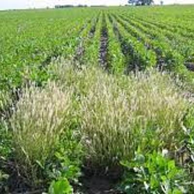 Timeline: principales acontecimientos históricos del estudio de la malerbologia