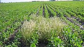 Timeline: principales acontecimientos históricos del estudio de la malerbologia