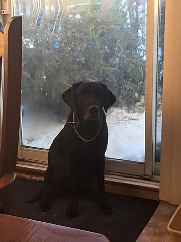 Naissance de Shyloo, notre chienne