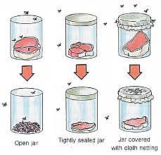 Francisco Redi filled six jars with decaying meat.