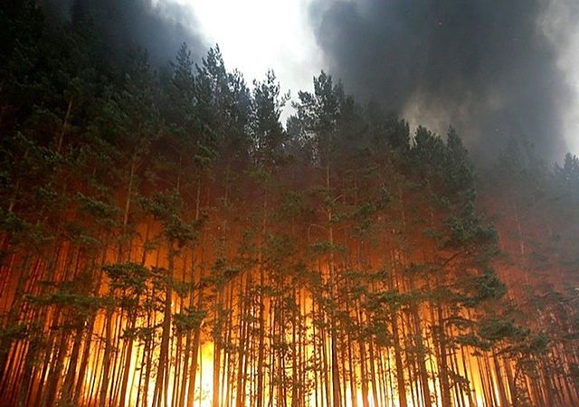 Incendios forestales