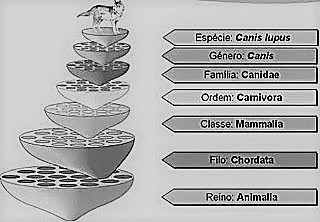 Linneo propone el sistema binomial
