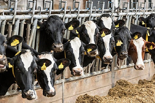 nascita allevamenti intensivi